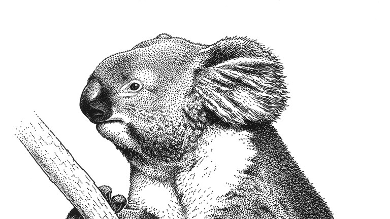 Koala