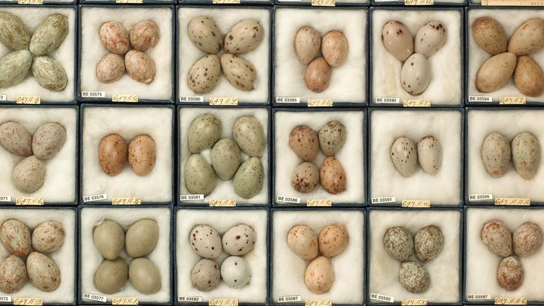 H.L. White egg collection, tray of Magpie eggs.