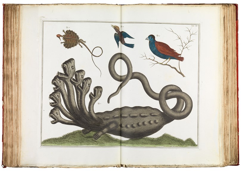 Fanciful scientific illustration of a seven-headed reptilian beast. Two birds fly above it; another perches on a twig.