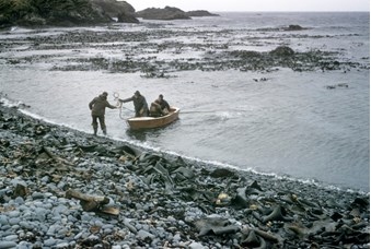 Three men in a row boat, one handing a mooring line to a fourth man standing in the water at a rocky beach with a lot of algae.