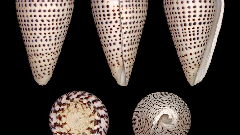 <em>Lithoconus leopardus</em>, Leopard cone.