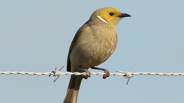 A White-plumed Honeyeater aperch on a wire