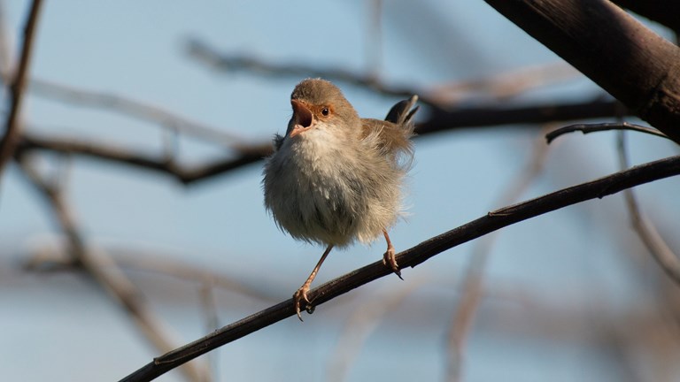 Bird perched on a branch