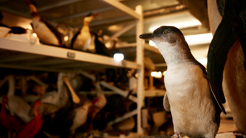 mounted bird specimens