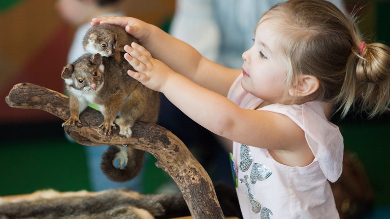 Girl patting touchable taxidermised possums in the Children's Gallery on opening day.