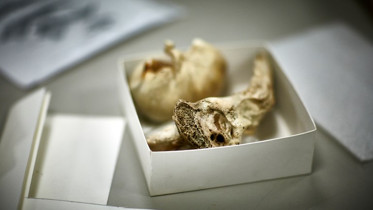 Fossil of a periotic (ear bone) of a prehistoric mammalodontid baleen whale in a white cardboard storage box. 