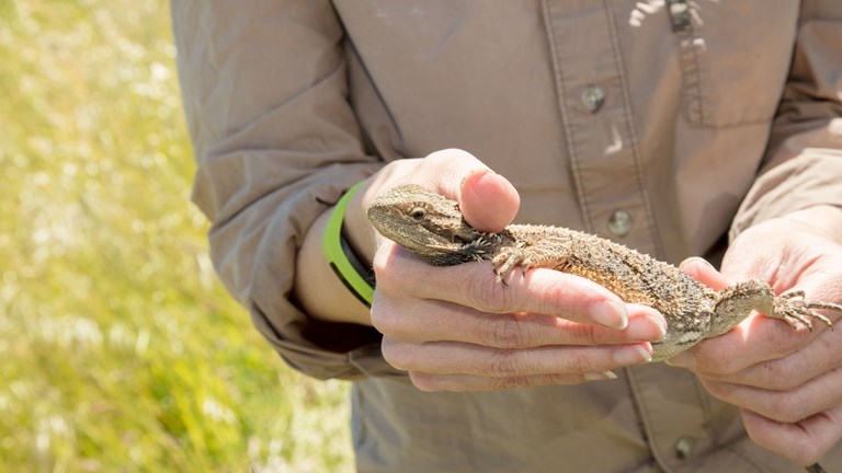 A close-up of a woman holding a lizard