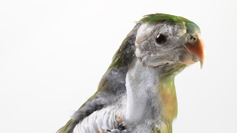 Taxidermy training model of a Princess Parrot