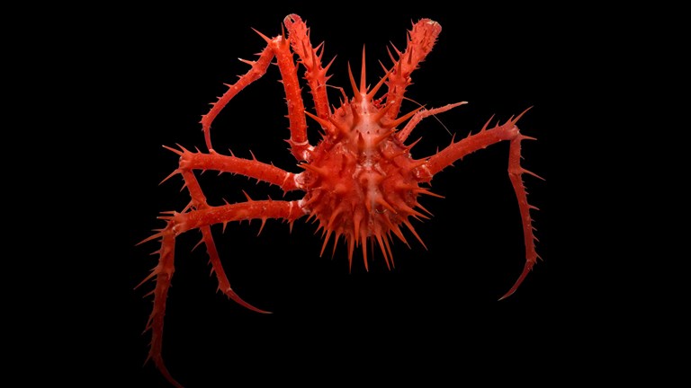 Red crab on a black background