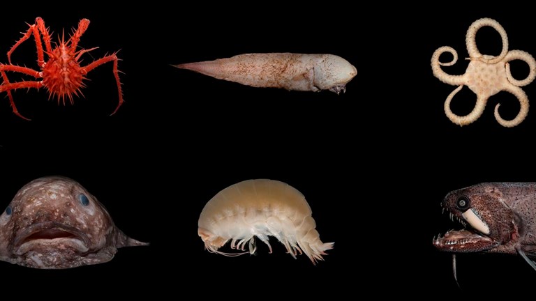 Deep sea creatures