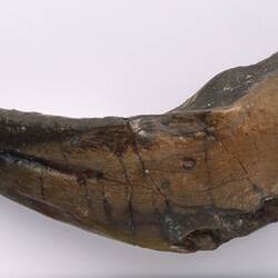 Dinosaur claw specimen.