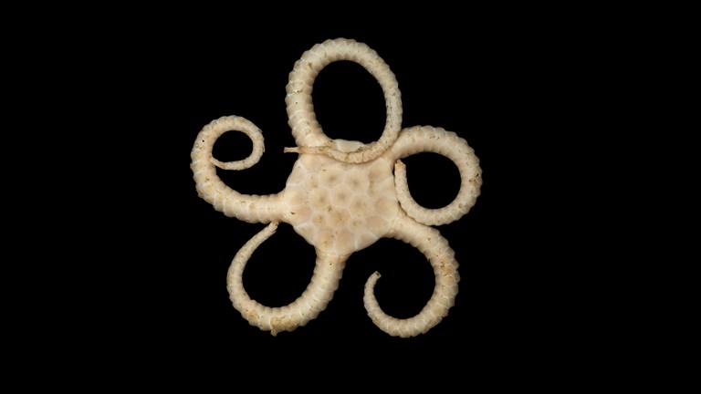 Brittle star