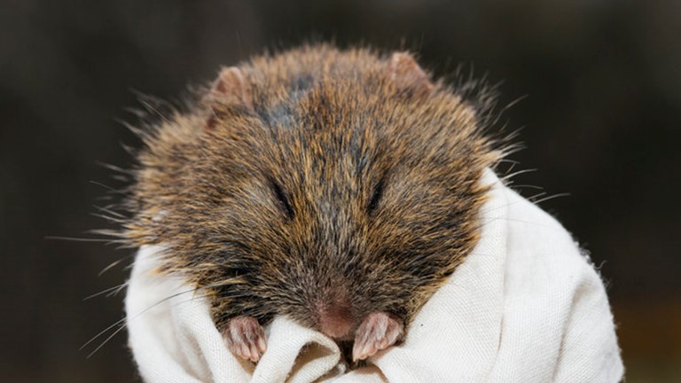 A cute and furry little creature is held to camera. 