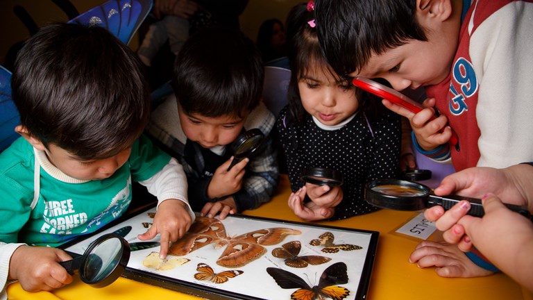 Children looking through magnifying glass at butterfly speciemens