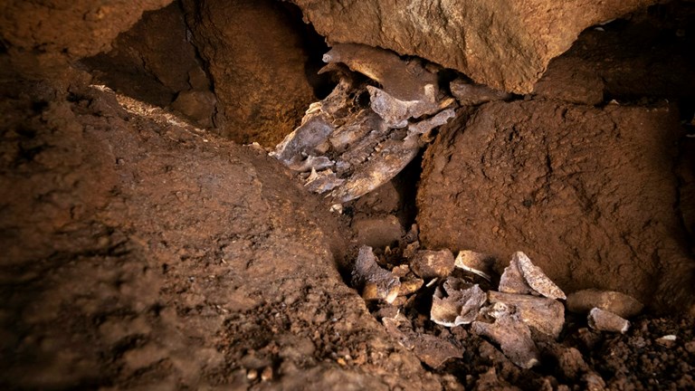 A fossil skull sitting on a rocky ledge