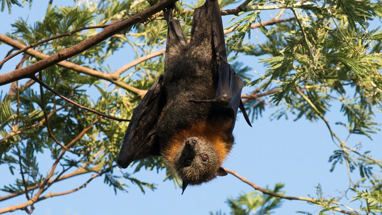 a bat hanging upside down