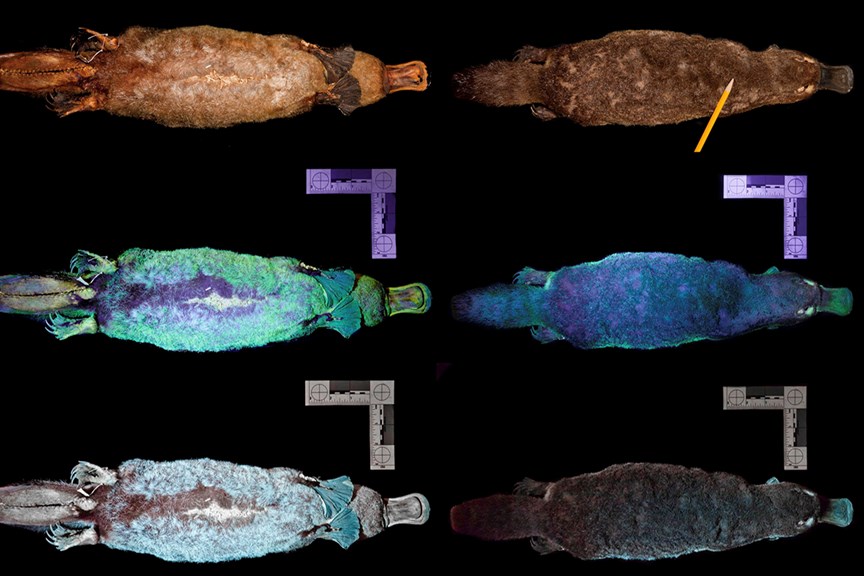 images of a platypus glowing under UV light