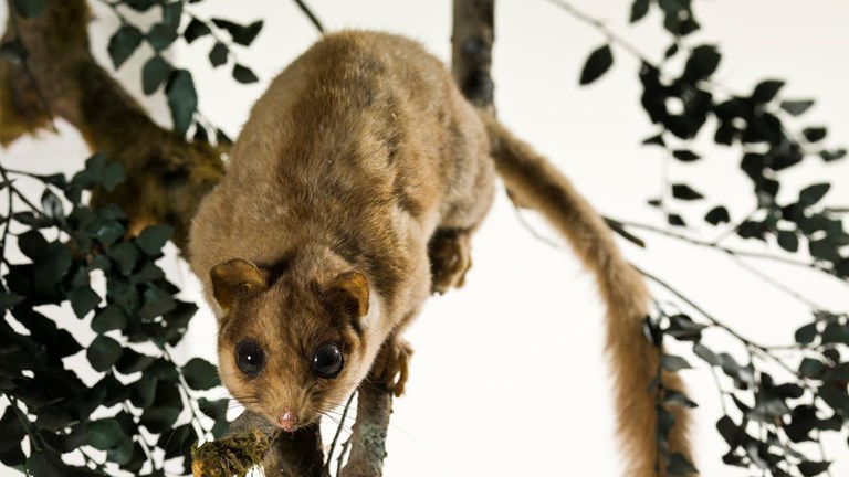 Gymnobelideus leadbeateri, Leadbeater's Possum, mount.