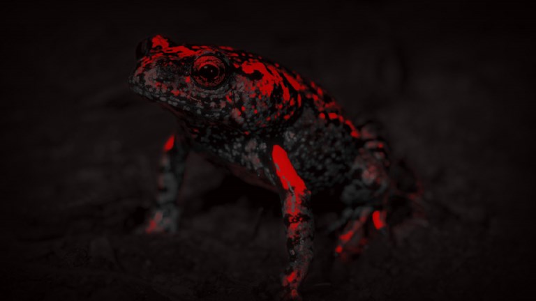 A black and white image of a toadlet.