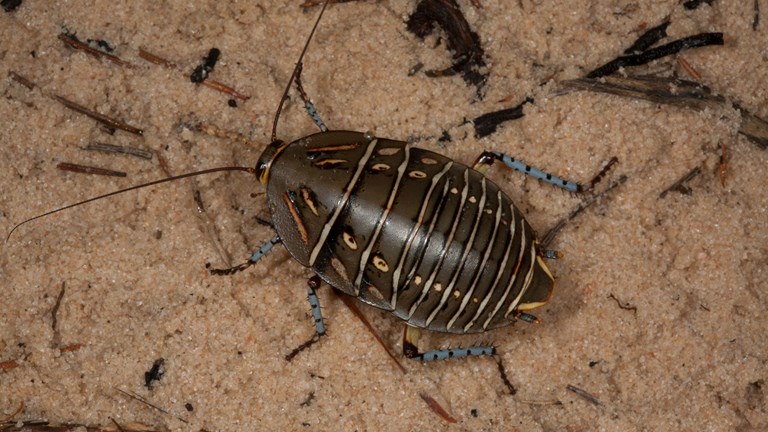 Cockroach