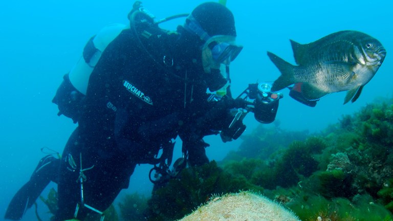 an underwater photo of a diver swimming alongside a fish