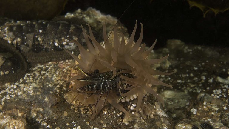 sea anemone and shrimp