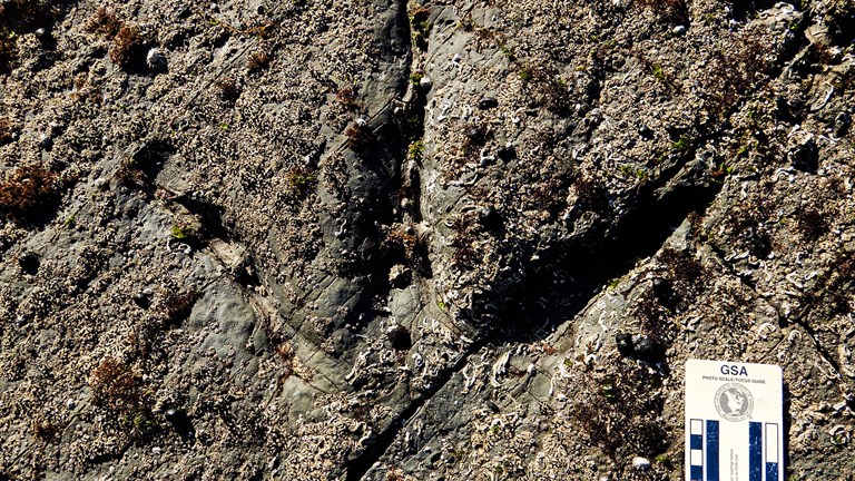 A three toed footprint in rock