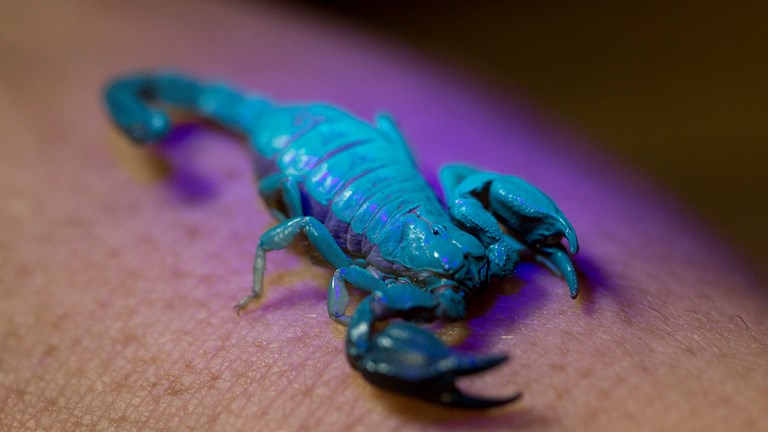 a small scorpion glowing green under uv light