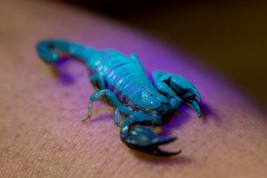 a small scorpion glowing green under uv light