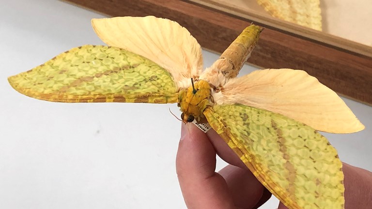 Mirabilis (female) from the George Lyell Collection at Melbourne Museum.