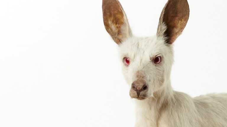 A white Eastern Grey Kangaroo