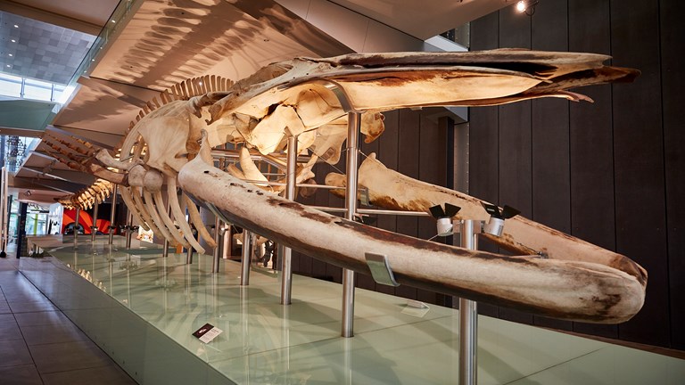 An image of a large whale skeleton on display in a hall