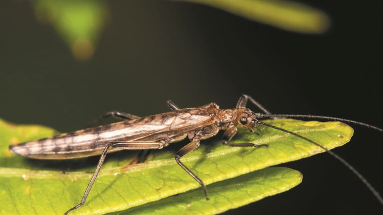 insect on a leaf