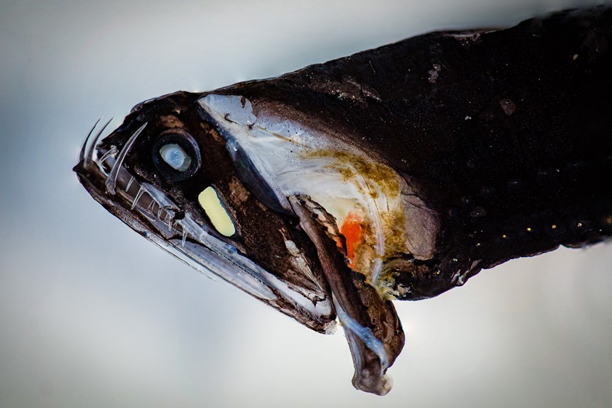 A small dark coloured fish with spiky teeth and bioluminescent patches on its body