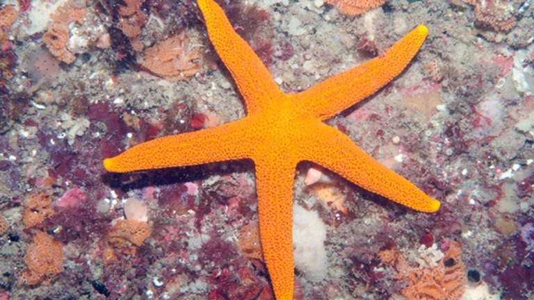 Orange seastar on a rock