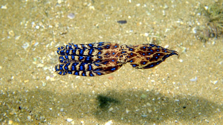 Southern Blue-ringed Octopus