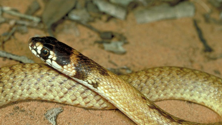 Strap-snouted Brown Snake, Pseudonaja aspidorhyncha.