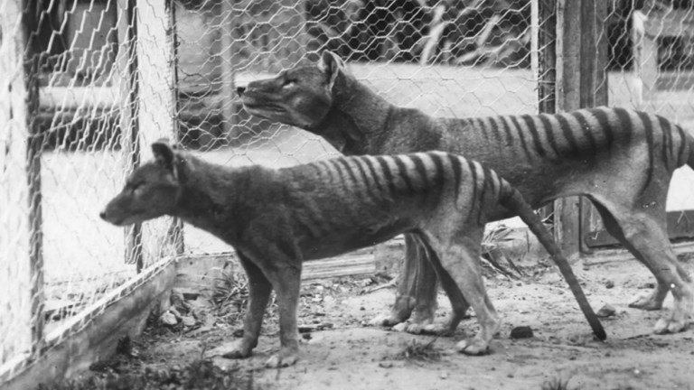 Tasmanian tigers in captivity.