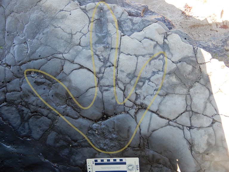 an imprint of a large three-toed foot in weathered rock