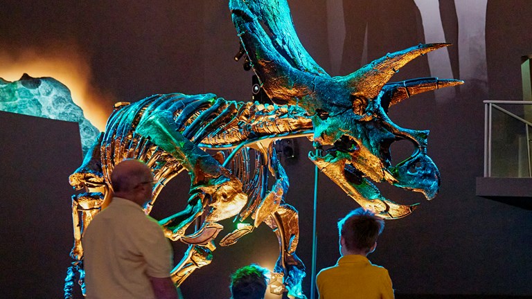 A man and two boys looking up at a skeleton of a three-horned dinosaur fossil illuminated in blue and green light