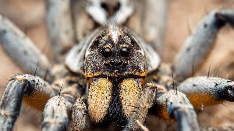 a spider looking straight at the viewer