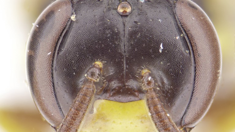 Image taken by a microscope of a bees head