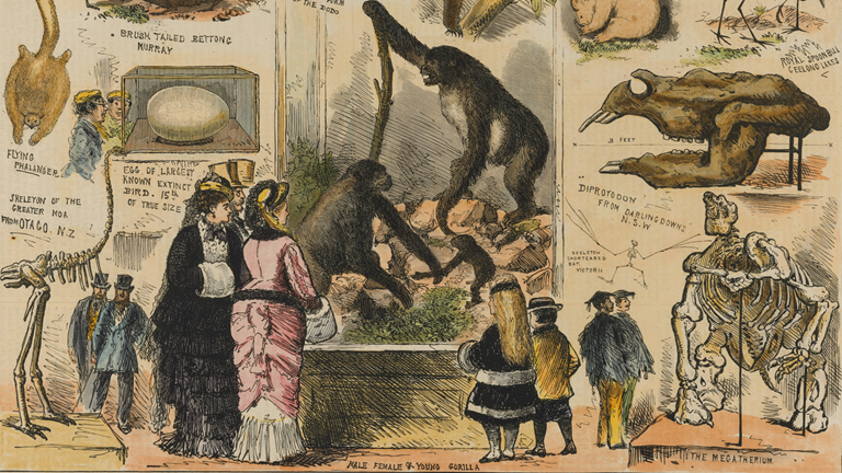 This illustration captures the excitement of visitors to the National Museum (now Museums Victoria) when it was located at the University of Melbourne. The central scene depicts the Paul du Chaillu Gorillas family, still on display at Melbourne Museum.