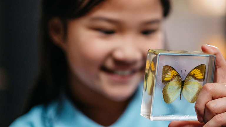 Child looking at a butterfly preserved in a resin block 