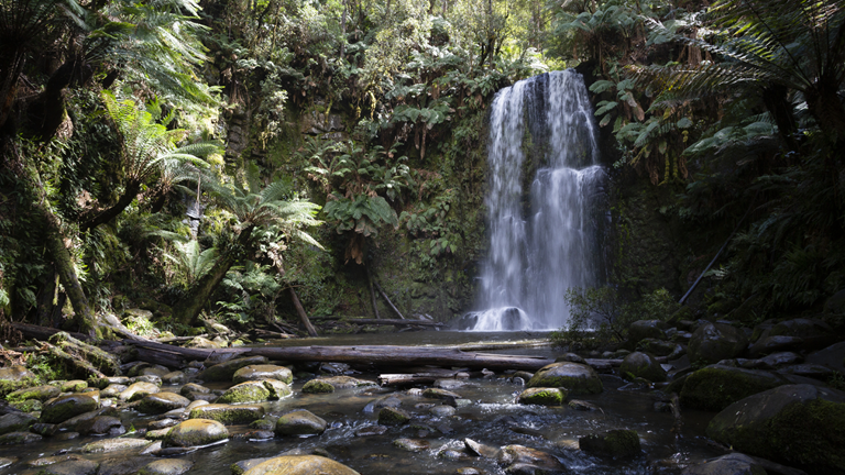 A temperate forest in Victoria’s Otways region, featuring tree ferns and a waterfall. 