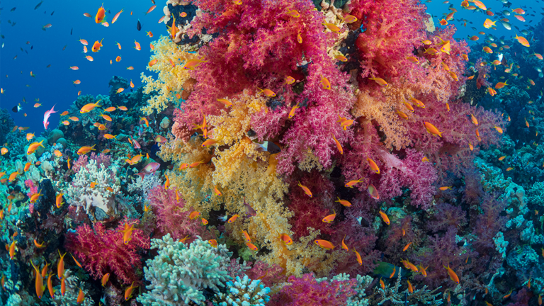 A wide variety of tropical marine fish swim around a coral colony.