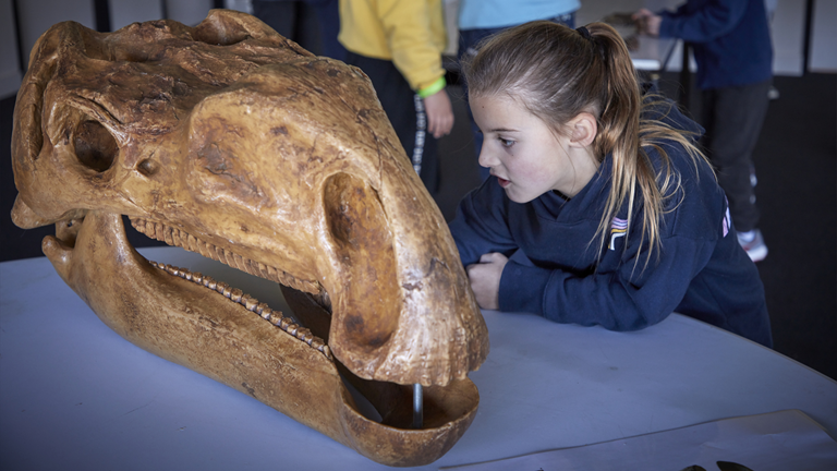 A child gets up close to inspect a dinosaur skull on display.