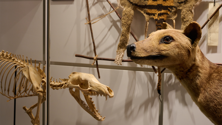 The skeleton, stretched skin and taxidermied remains of a Tasmanian Tiger, Thylacinus Cynocephalus.